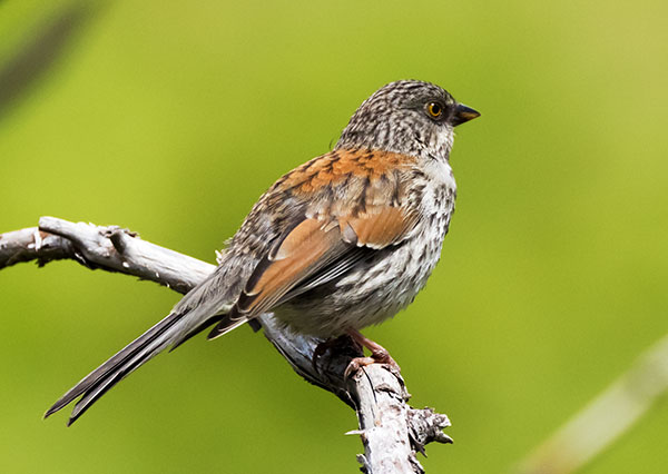 Yellow-eyed Junco Junco phaeonotus 