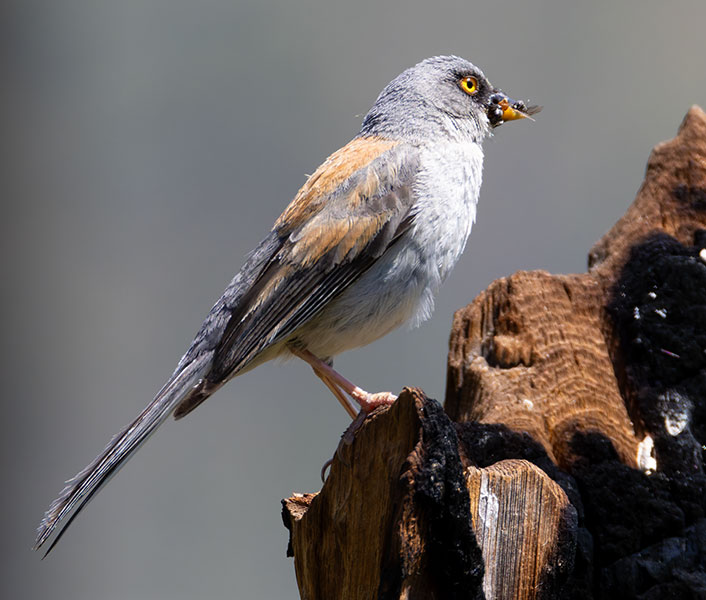Yellow-eyed Junco Junco phaeonotus 