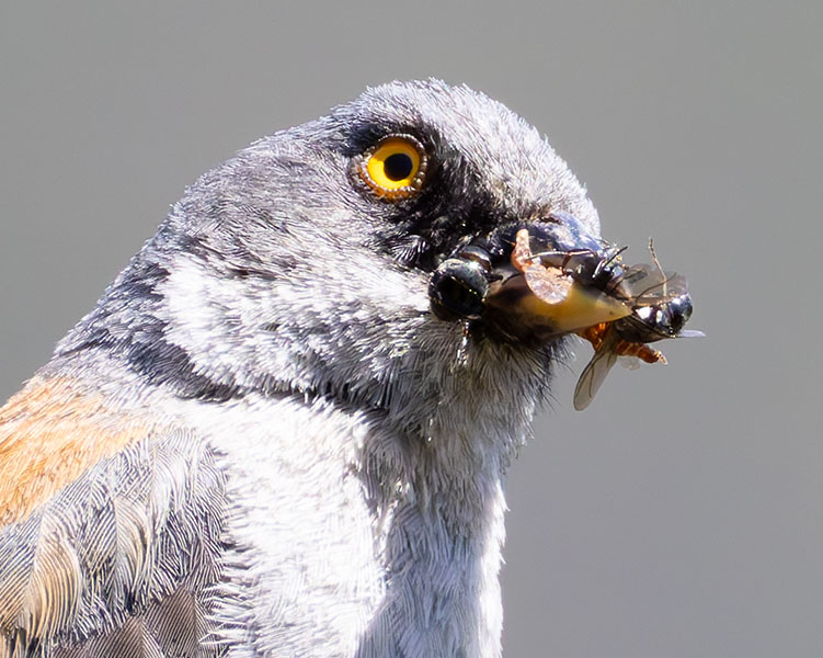 Yellow-eyed Junco Junco phaeonotus 