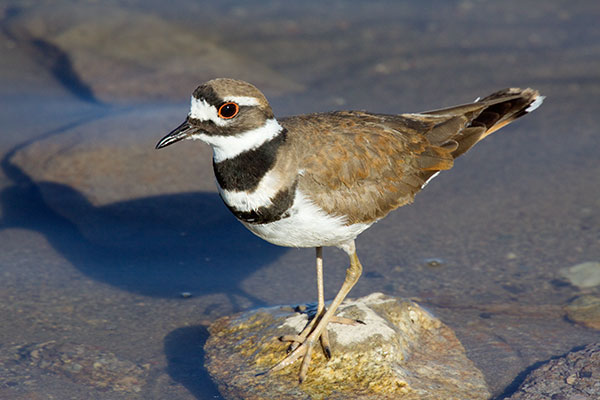 Killdeer Charadrius vociferus 