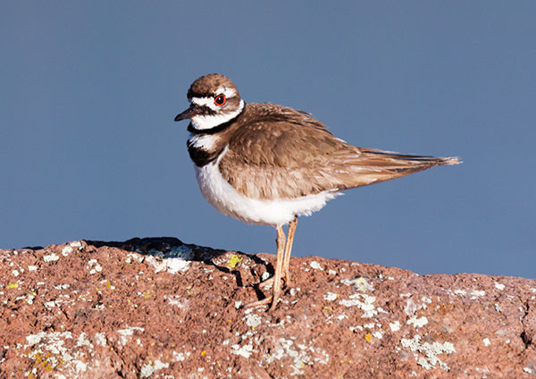 Killdeer Charadrius vociferus 