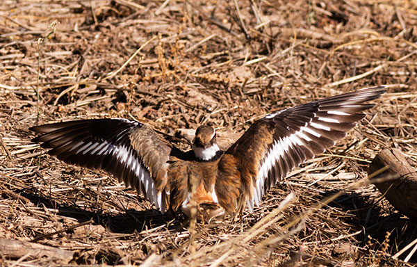 Killdeer Charadrius vociferus 