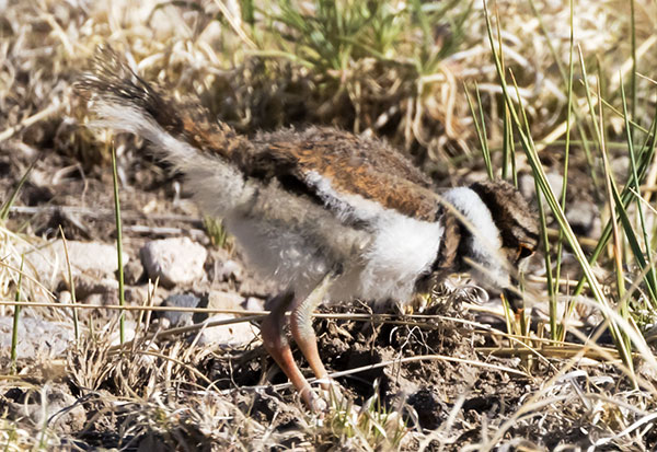 Killdeer Charadrius vociferus 