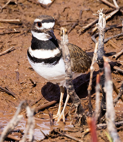 Killdeer Charadrius vociferus 