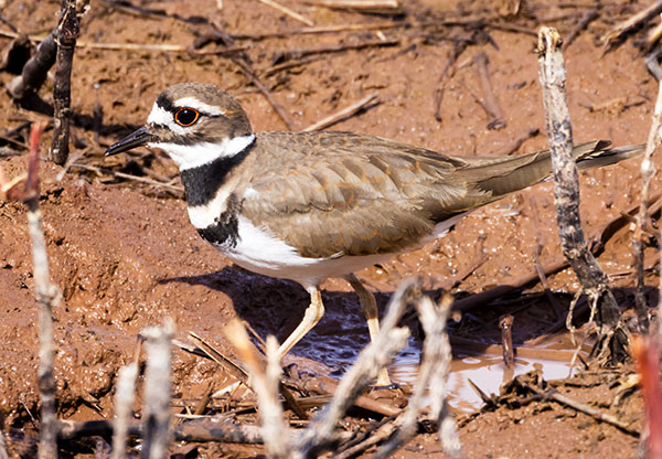 Killdeer Charadrius vociferus 