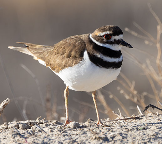 Killdeer Charadrius vociferus 