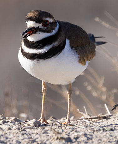 Killdeer Charadrius vociferus 