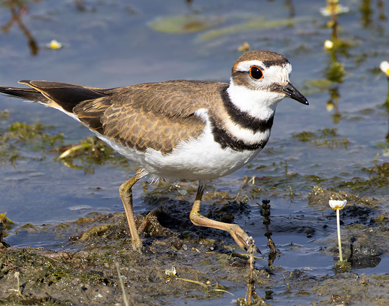 Killdeer Charadrius vociferus 