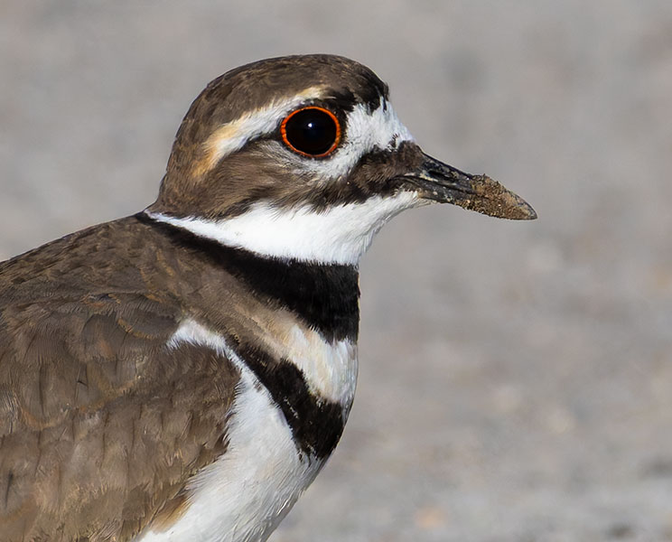 Killdeer Charadrius vociferus 