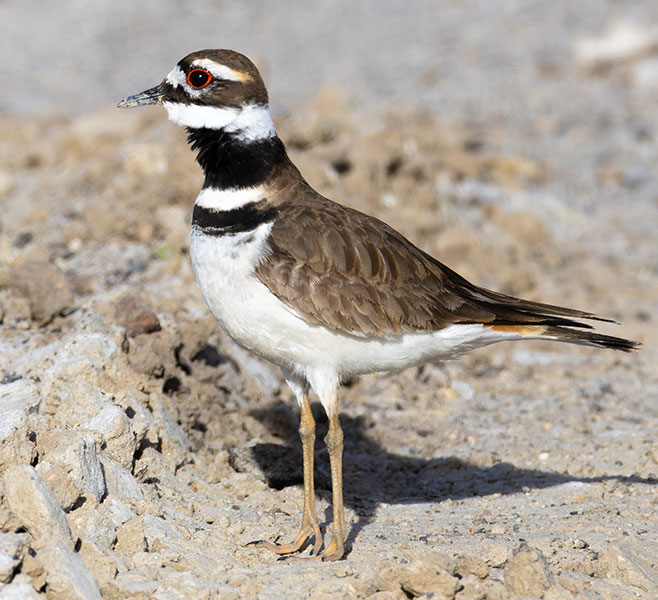 Killdeer Charadrius vociferus 