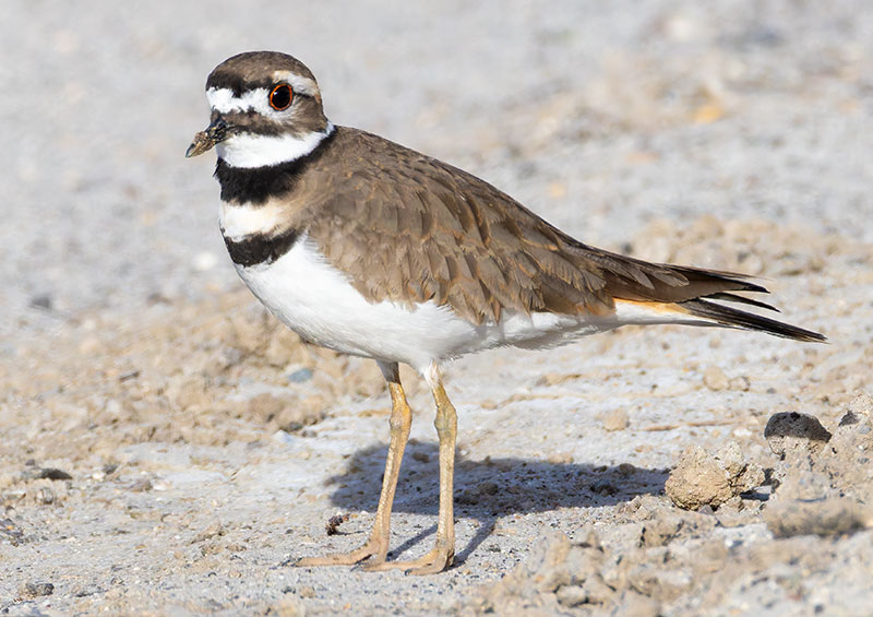 Killdeer Charadrius vociferus 