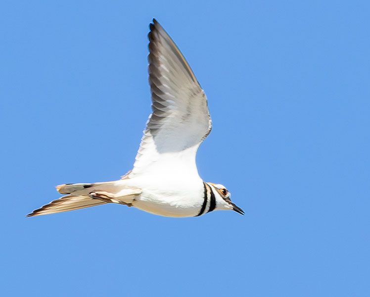 Killdeer Charadrius vociferus 