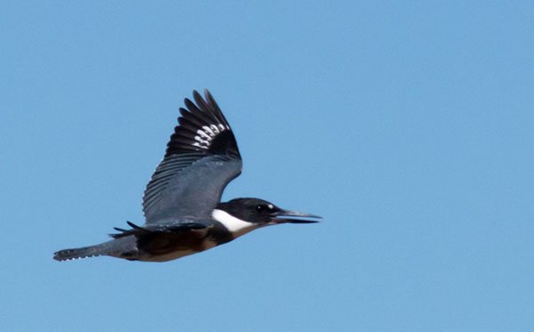 Belted Kingfisher Ceryle alcyon