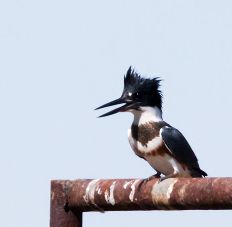 Belted Kingfisher Ceryle alcyon