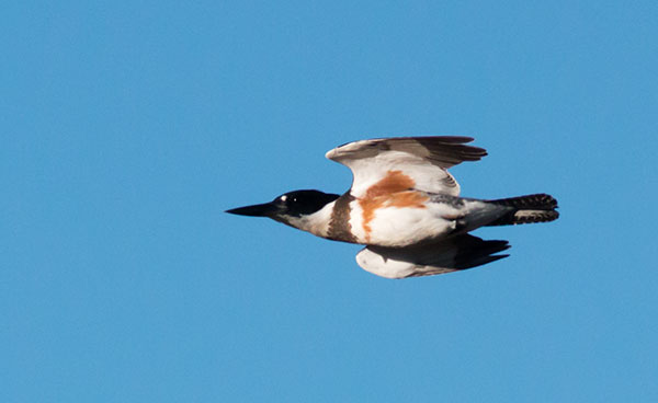 Belted Kingfisher Ceryle alcyon