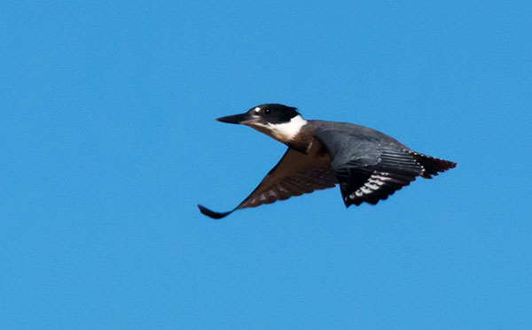 Belted Kingfisher Ceryle alcyon