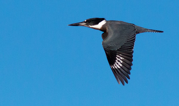 Belted Kingfisher Ceryle alcyon