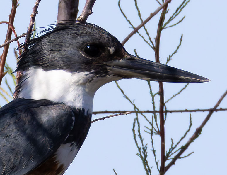 Belted Kingfisher Ceryle alcyon