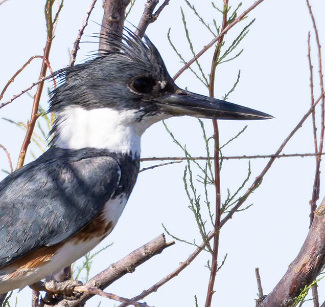 Belted Kingfisher Ceryle alcyon