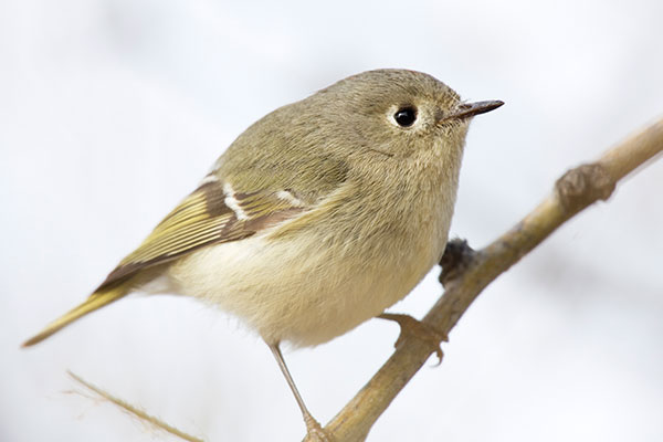Ruby-crowned Kinglet Regulus calendula