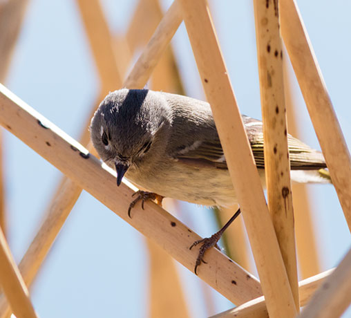 Ruby-crowned Kinglet Regulus calendula