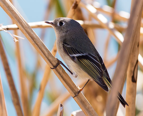 Ruby-crowned Kinglet Regulus calendula