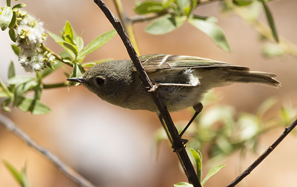 Ruby-crowned Kinglet Regulus calendula