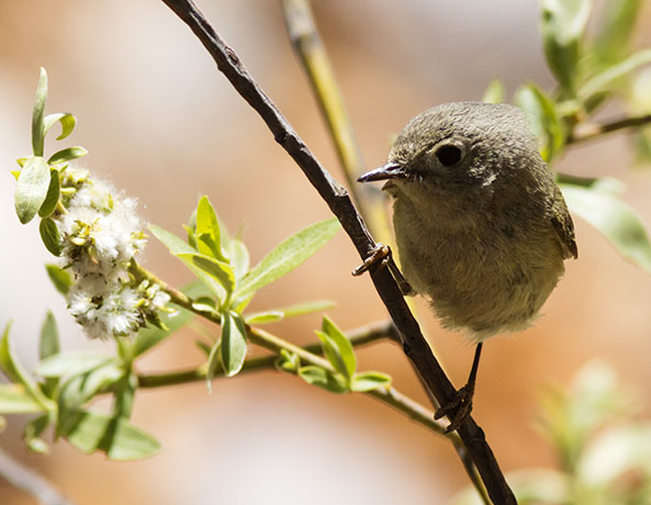 Ruby-crowned Kinglet Regulus calendula