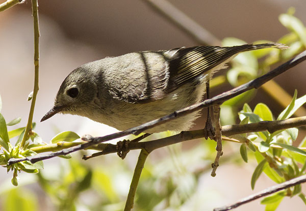 Ruby-crowned Kinglet Regulus calendula