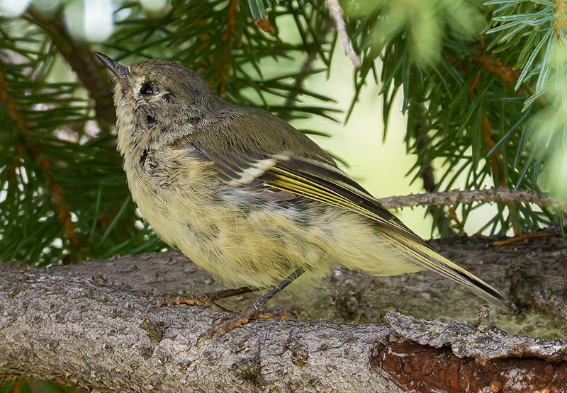 Ruby-crowned Kinglet Regulus calendula