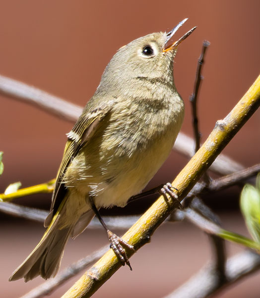 Ruby-crowned Kinglet Regulus calendula