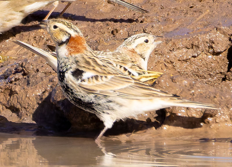 Chestnut-collared Longspur Calcarius ornatus