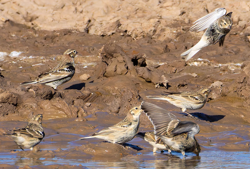 Chestnut-collared Longspur Calcarius ornatus