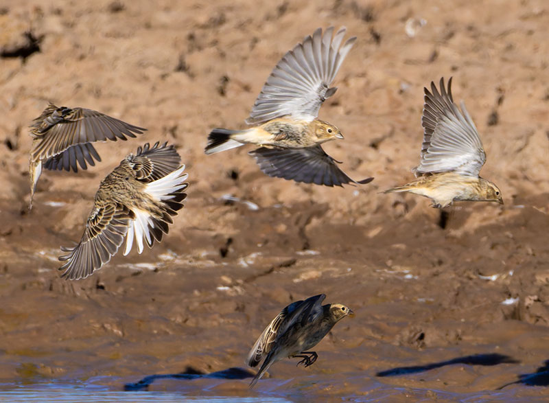 Chestnut-collared Longspur Calcarius ornatus