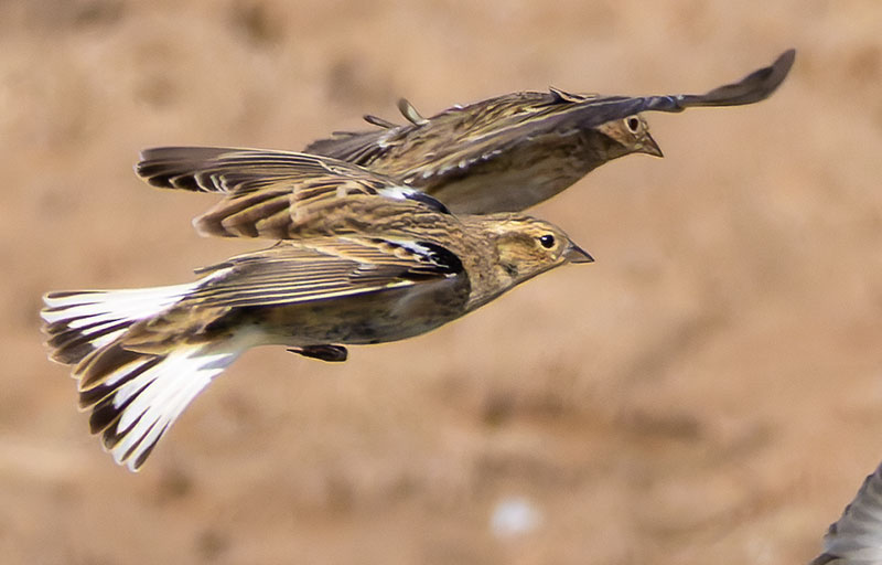 Chestnut-collared Longspur Calcarius ornatus