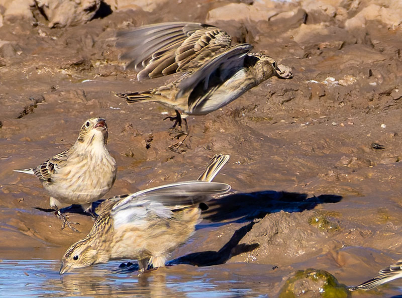 Chestnut-collared Longspur Calcarius ornatus