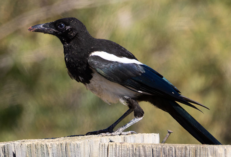 Black-billed Magpie Pica hudsonia