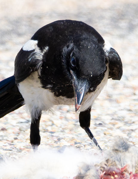 Black-billed Magpie Pica hudsonia