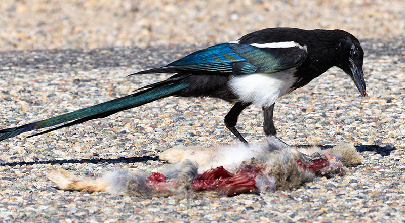 Black-billed Magpie Pica hudsonia