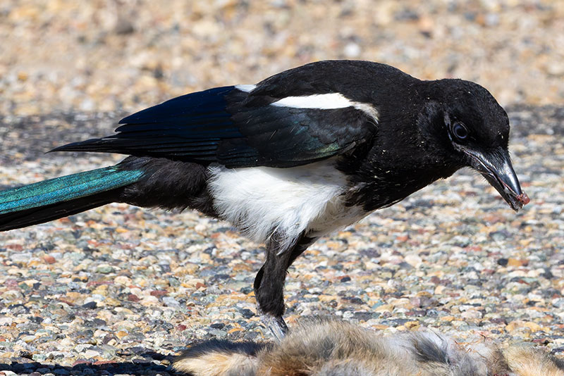 Black-billed Magpie Pica hudsonia