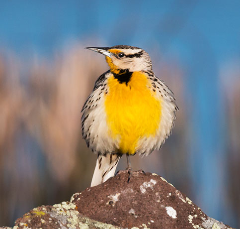 Western Meadowlark Sturnella neglecta