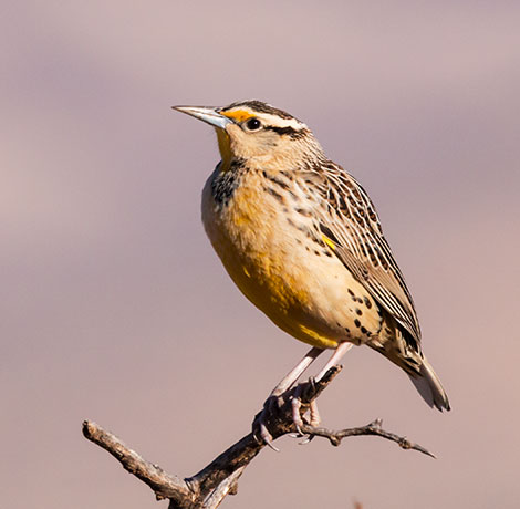 Lilian's Eastern Meadowlark Sturnella magna lilianae