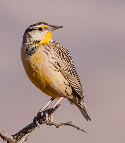 Lilian's Eastern Meadowlark Sturnella magna lilianae