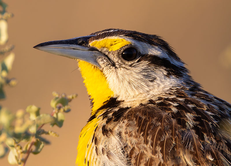 Lilian's Eastern Meadowlark Sturnella magna lilianae
