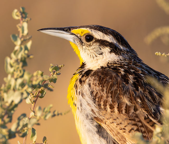Lilian's Eastern Meadowlark Sturnella magna lilianae