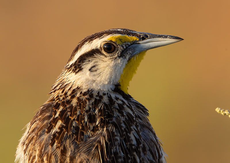 Lilian's Eastern Meadowlark Sturnella magna lilianae