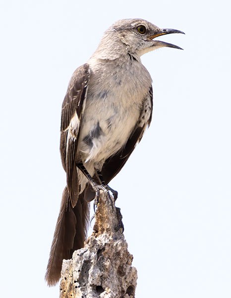 Northern Mockingbird Mimus polyglottos