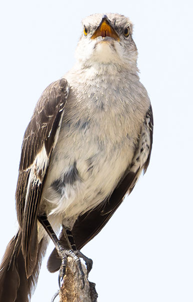 Northern Mockingbird Mimus polyglottos