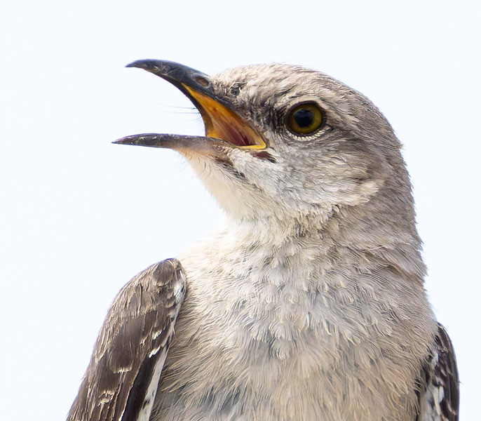 Northern Mockingbird Mimus polyglottos