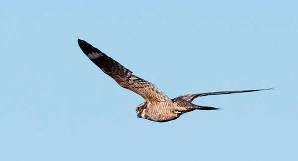 Lesser Nighthawk Chordeiles acutipennis
